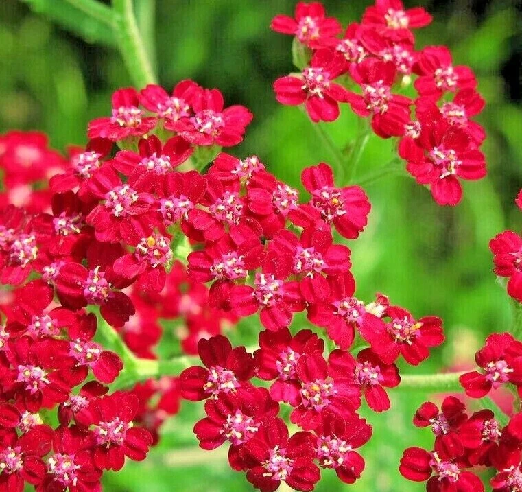 RUBRA YARROW Seeds *FREE Shipping* Achillea Millefolium Non GMO Herb Seeds - $0.36