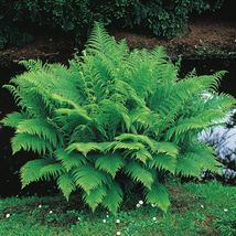 3 Common Ladyfern Plants Lady Fern Roots/Root Systems Athyrium filix-femina - £47.16 GBP