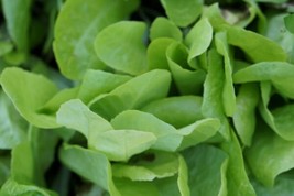 Super Growing Lettuce Mix -USA Grown - 500 Seeds - Super Cheap - £8.88 GBP