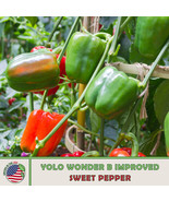 AD 20 Yolo Wonder Improved B Sweet Pepper Seeds Non Gmo Heirloom Home Ga... - $247.37 MXN