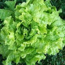 Black Seeded Simpson Leaf Lettuce. Organic Heirloom Seeds. Most Popular ... - $8.98