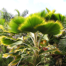 Ruffled Fan Palm 100 PCS Seeds - $12.20