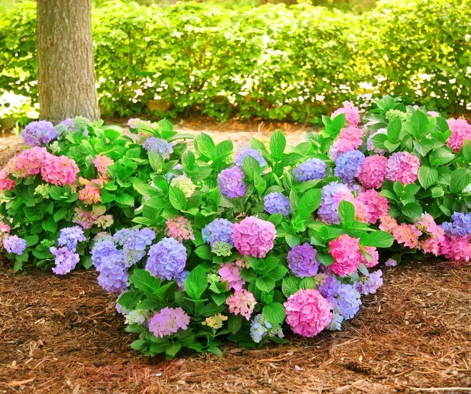 1 Live Starter Plant L.A. DREAMIN Hydrangea Flower for Garden - $950.34 MXN