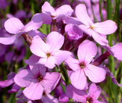 Dames Rocket Hesperis Matronalis  1,000 Seeds From US - £8.66 GBP