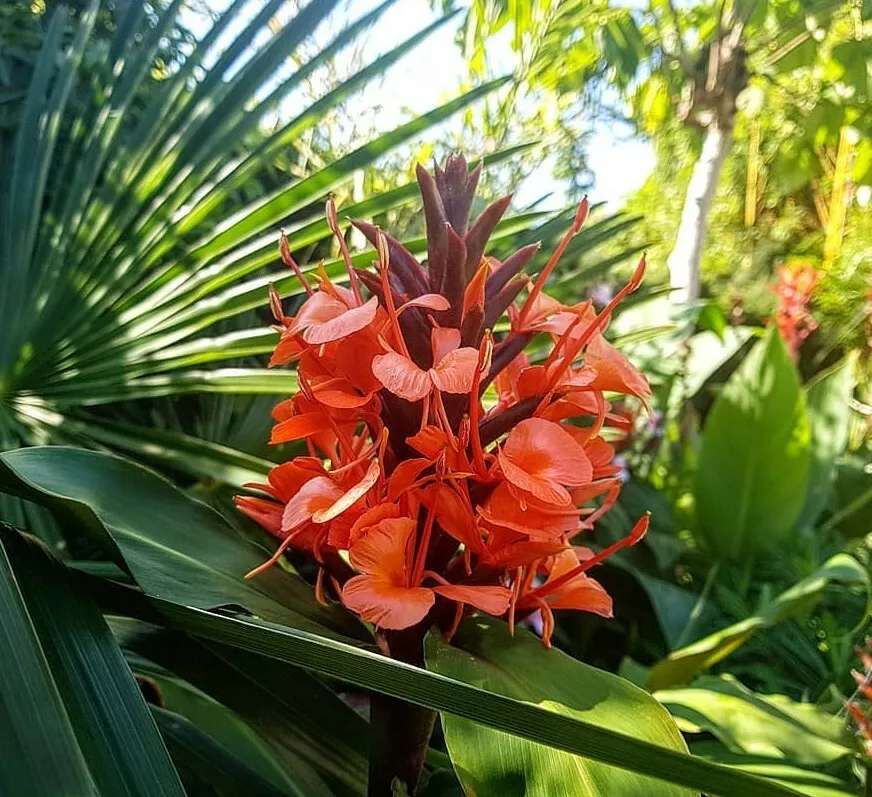 Hedychium Deceptum (Rubrum) 8 Seeds - £5.96 GBP