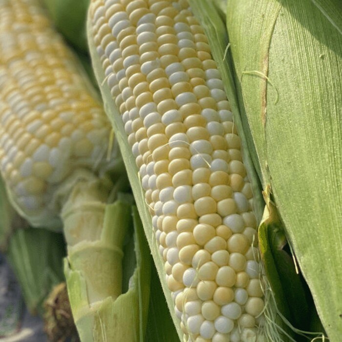 Organic Honey Badger Sweet Corn Fast Shipping