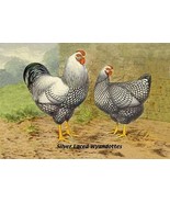 Silver Laced Wyandottes by Lewis Wright - Art Print - £17.39 GBP+