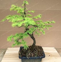 100 pcs Larch Bonsai Larix Tree Bonsai New Arrival Home Garden Plant Evergreen L - £3.97 GBP
