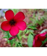 Super Easy Grow Summer Annual Scarlet Flax Red Flower Garden Seeds 1500 - £4.19 GBP