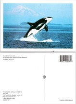 Washington San Juan Islands Orca Killer Whale Getting Airborne Vintage Postcard - £7.51 GBP
