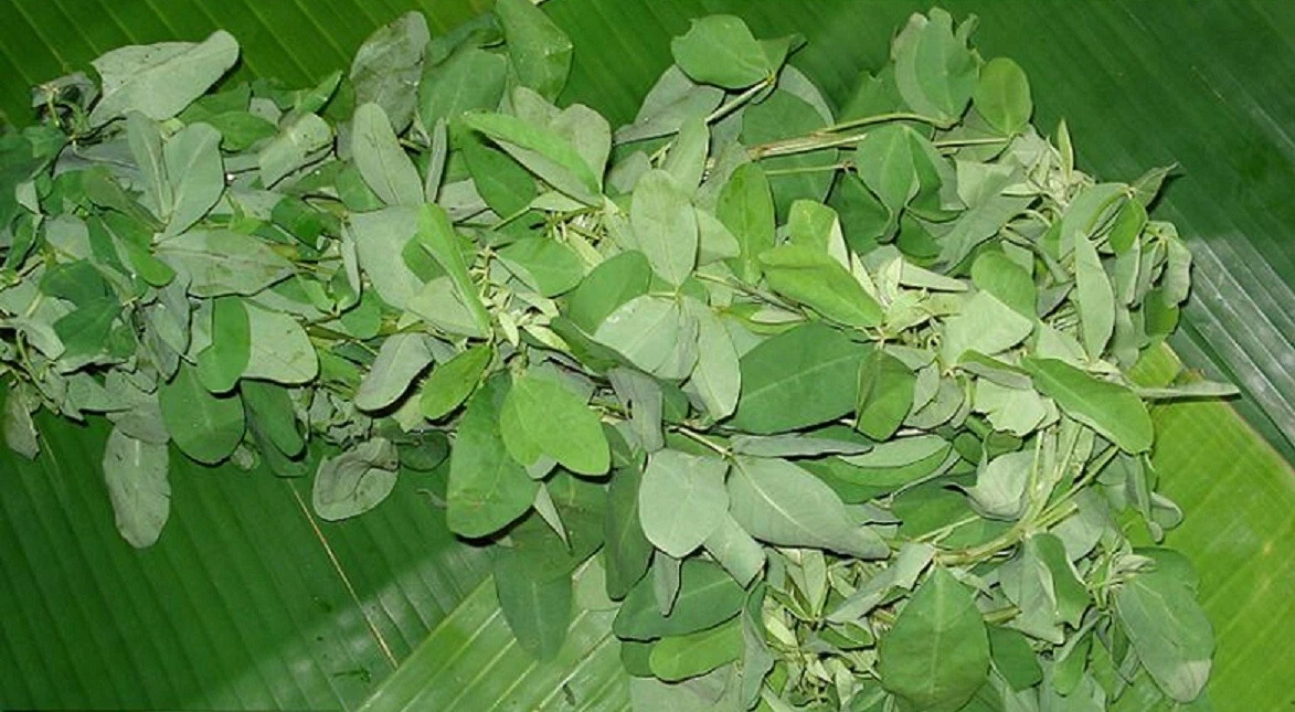 200+Semillas De Chipilin Seeds Para Tamales, Sopas De El Salvador 100% O... - $30.37