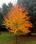 Japanese Katsura Tree Seeds - $12.34 CAD