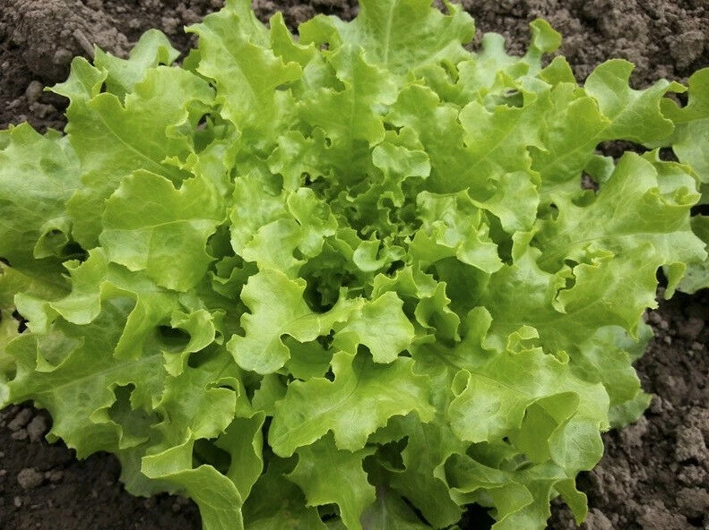 Green Salad Bowl Loose Leaf Lettuce AAS Heirloom Improved - $6.99