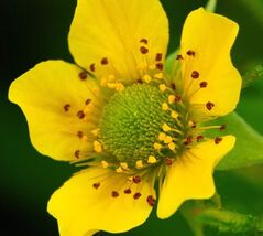 Fresh 100 Yellow Avens Geum Aleppicum Moist Wetland Flower Seeds - $3.50