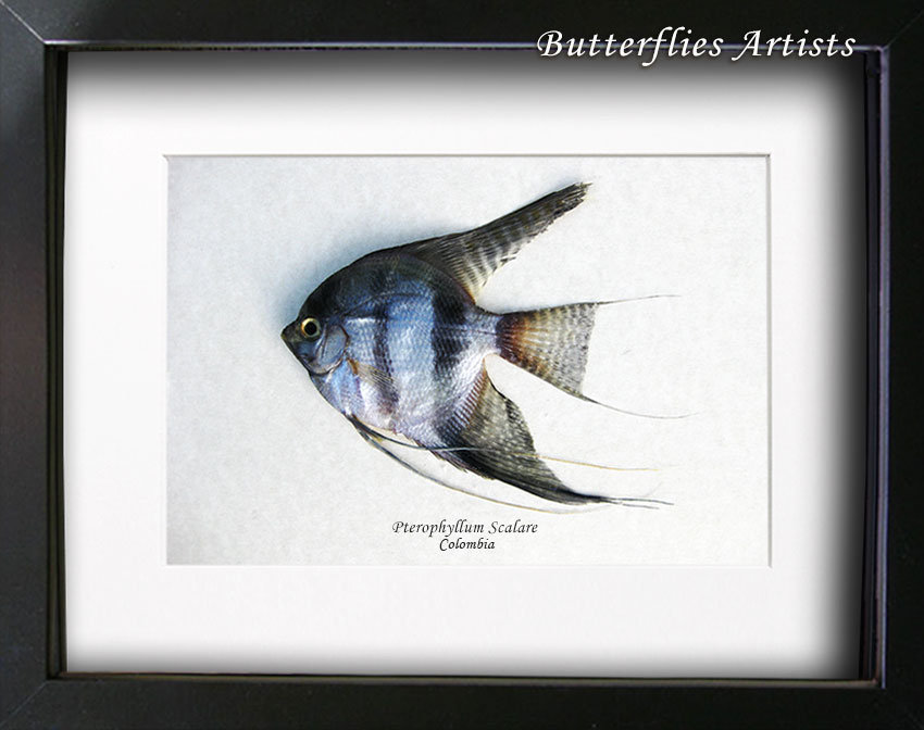 Primary image for Blue Zebra Angelfish Pterophyllum Scalare Taxidermy Collectible Framed Display  