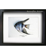 Blue Zebra Angelfish Pterophyllum Scalare Taxidermy Collectible Framed D... - $1,671.77 MXN