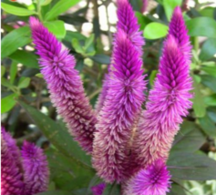 200 Seeds / Bag Purple Flamingo Cockscomb Seeds Fresh Garden - £5.33 GBP