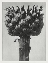 12726.Poster print.Room Wall design.1928 Blossfeldt plant macro art photography - £13.01 GBP+