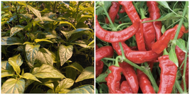 LOT OF 3 JIMMY NARDELLO ITALIAN SWEET 75 Day+ Old Pepper LIVE PLANTS - NAU1 - $48.99