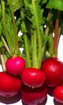 LWSTORE 1 2 Oz Radish Seeds Crimson Giant Bulk Radish Seeds Radishes 1350Ct USPS - £8.20 GBP