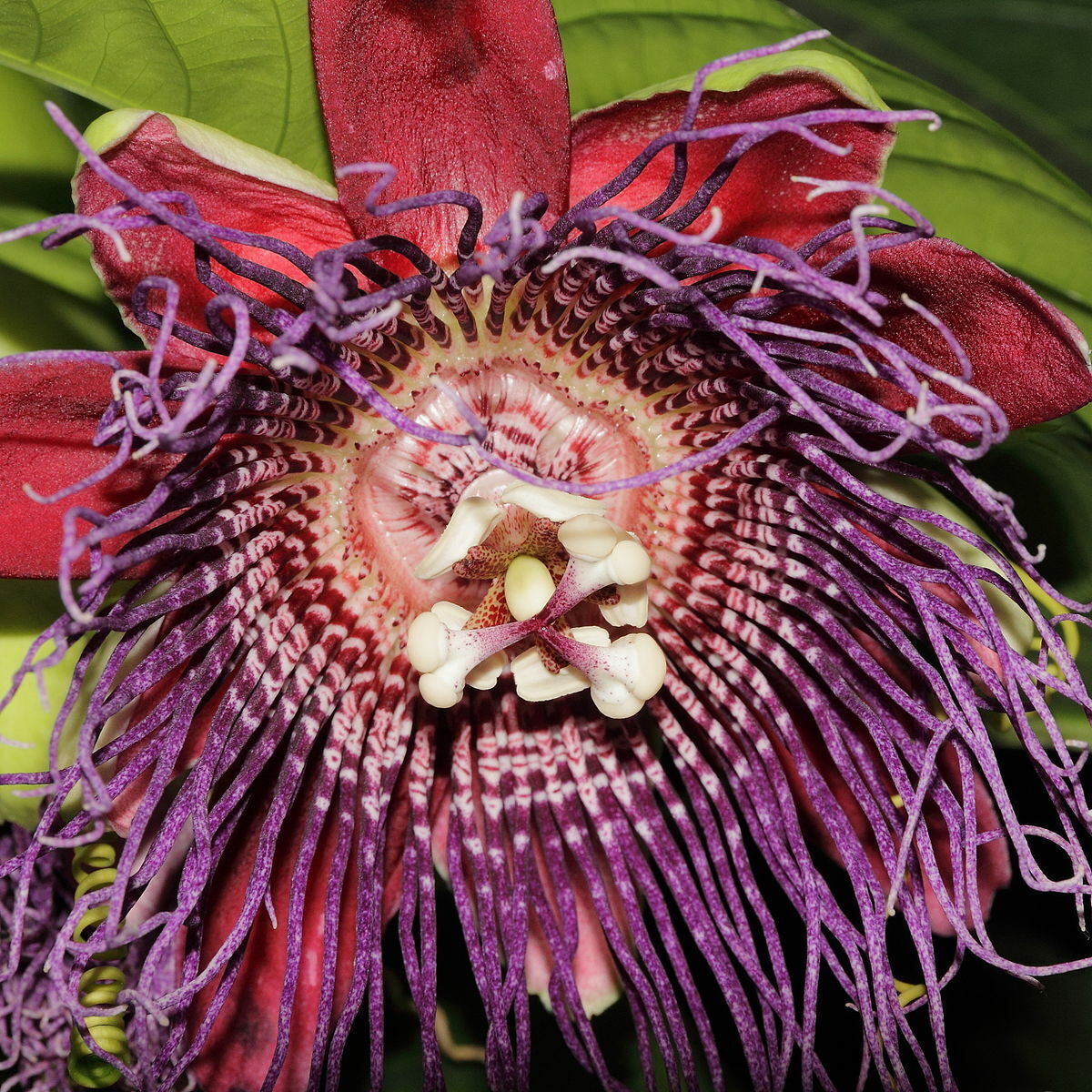 Passiflora Quadrangularis Giant Passionfruit 5 seeds Fresh Gardening - $17.96