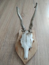 vintage Real  Skull with Horns, white bone, animal skull. Original 2 - £62.27 GBP