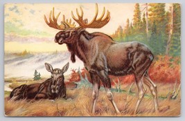 Vintage 1958 Moose Beautiful Illustration By W J Wilwerding Wildlife Postcard - $6.90