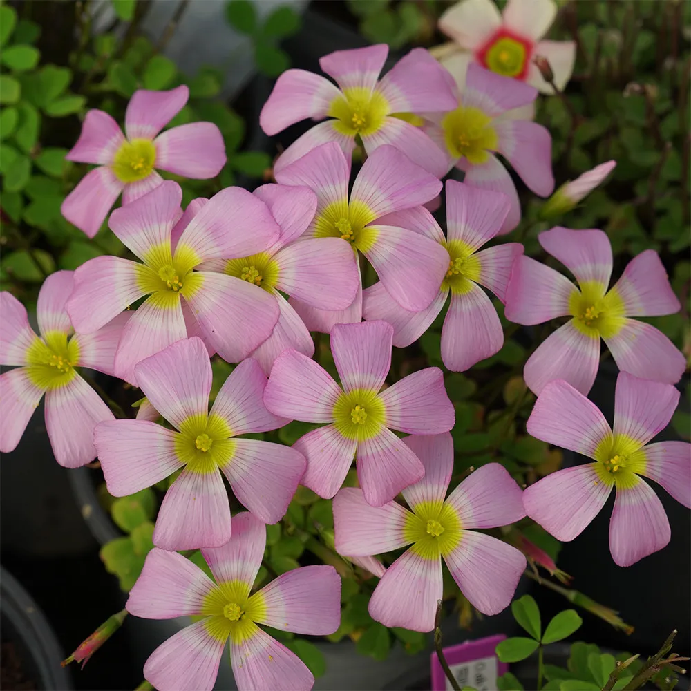 2 Bulbs Silver Ring Oxalis Obtusa Seeds for Garden - £19.73 GBP