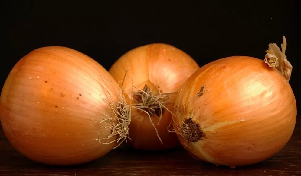 YELLOW ONION - heirloom vegetable organic plant herb salad spice seed -1... - $11.99