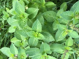 SR12Store 100 Holy Basil Seeds Aka Tulsi Basil Seeds Organically Grown Crop US P - £6.59 GBP