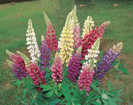 50 Lupine Russell Mix Seeds Native Pollinators Cut Flowers Perennial - £5.47 GBP