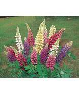 50 LUPINE RUSSELL MIX Seeds Native Pollinators Cut Flowers Perennial - $133.04 MXN