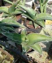 Live Plant Sansevieria ehrenbergii Plant Home For Your Home Garden OSAM - £22.95 GBP