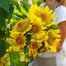Grow In US 25 Seeds Sunflower Dwarf Yellow Pygmy 18” Tall Safe For Bees - £8.20 GBP
