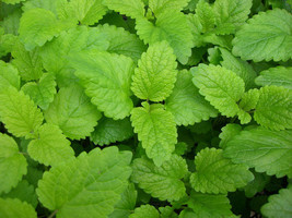 235 Lemon Balm, Perennial Herb, Heirloom Herb Seeds - $17.85