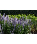 Agastache Blue Blue Hyssop 5 seeds Fresh Gardening - $17.96