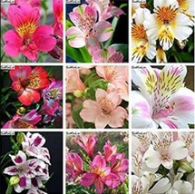 US Seller 200Pcs Alstroemeria Peruvian Lily Seeds Mixed 9 Colors New Fresh Seeds - $13.82