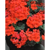 25+ Caliente Orange Geranium Seeds | Bright Heat-Tolerant Blooms - $16.50