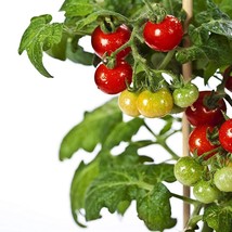 Best SELLER USA 10 Seeds Tiny Tim Dwarf Cherry Tomato Seeds 25 Seeds - $5.60