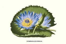 Water Lily - Blue Lotus of the Nile 20 x 30 Poster - £20.52 GBP