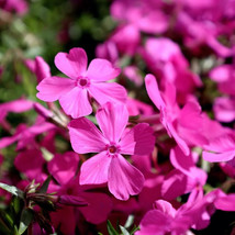 100 Drummond&#39;s Pink Phlox Seeds Flower Fresh Seeds - £7.11 GBP