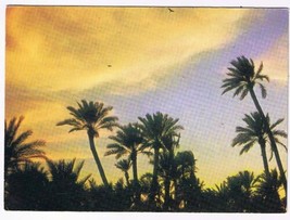 Morocco Postcard Marrakech Sunset On The Palms - £1.69 GBP