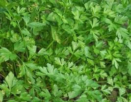 Dark Green Italian Parsley Seeds 1000+ Flat Leaf Herb NON-GMO  - £3.28 GBP