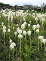 100 Seeds BEAR GRASS aka BEAR LILY Beargrass Ornamental Xerophyllum Tenax Flower - £13.62 GBP