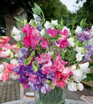 Sweet Pea Seeds  Bijou Mix  50 Seeds Non-Gmo - $4.09