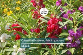 Camelia Flowered Mix Impatiens Seeds | Non-GMO | 50-1,000 Seeds | 8-14 I... - $4.99+