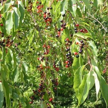 Top USA Seller Wild Black Cherry Seeds Prunus Serotina Packet Of 4 Seeds - £14.25 GBP