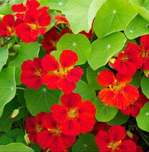 LWSTORE Nasturtium Globe Of Fire Red Scarlet 12” Edible Salads Fragrant Non Gmo  - £7.27 GBP