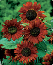Velvet Queen Sunflower Seeds Red Orange With Black Center Fresh Fast Shi... - $3.78