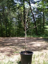 4&#39; Live Nonpareil Almond Nut Tree 5 Gal. Trees Plants Nuts Ship to all 5... - $96.95